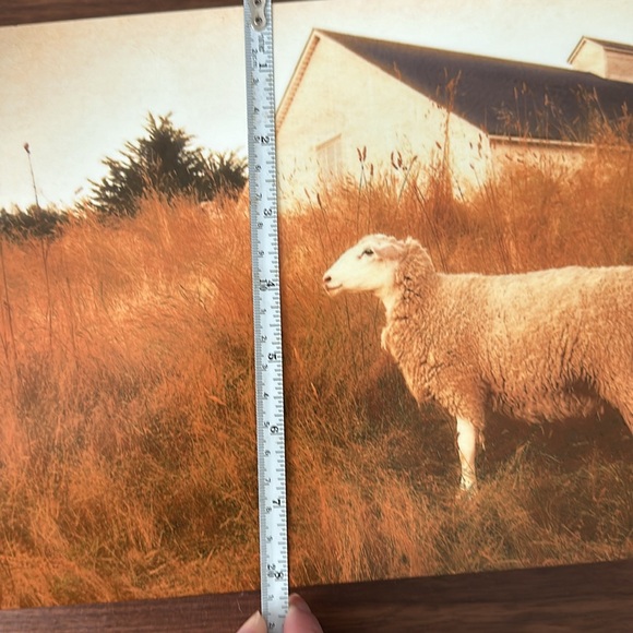 Sea Ranch, California “sheep’s world” Metal Print - Picture 4 of 4